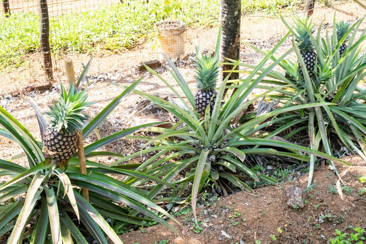 Mangaal Farmstay Goa Vichondrem Zewnętrze zdjęcie