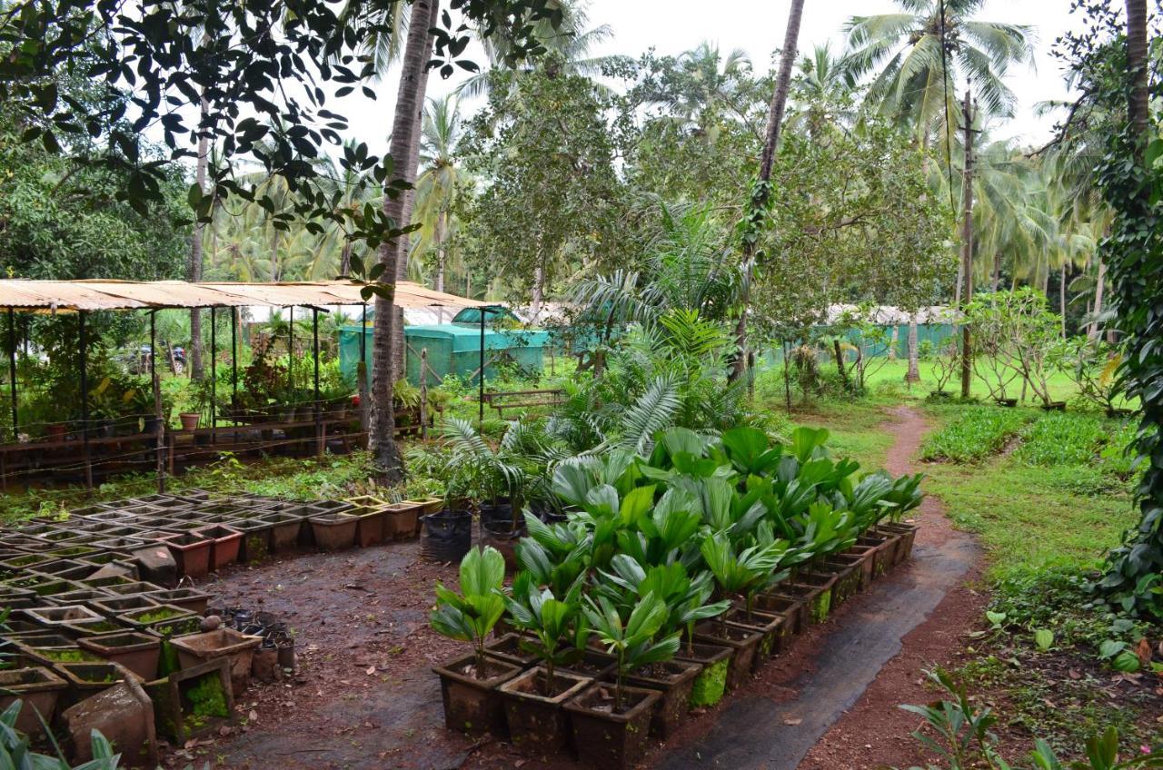 Mangaal Farmstay Goa Vichondrem Zewnętrze zdjęcie